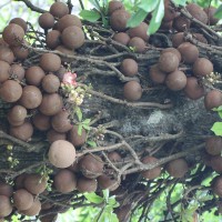 Couroupita guianensis Aubl.